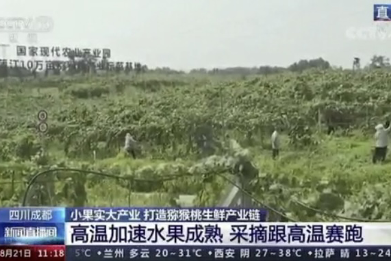 央視新聞中的天然蕓苔素、生物農(nóng)藥助力綠色農(nóng)業(yè)、品牌農(nóng)產(chǎn)品更有價值