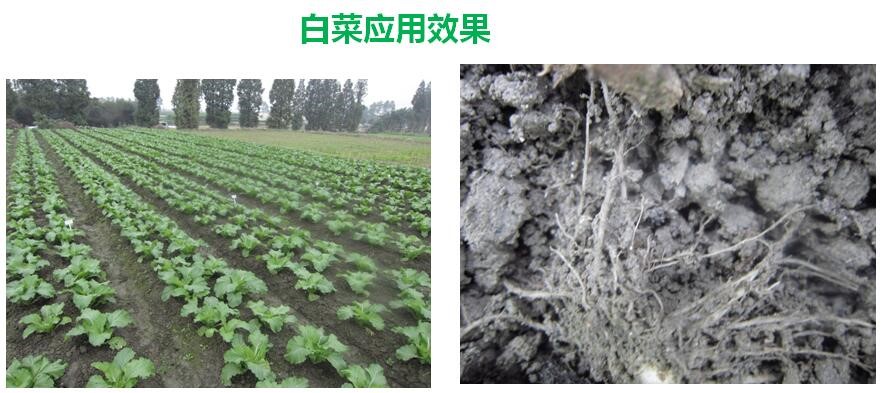 氨基寡糖素 - 植物的免疫衛(wèi)士，根結(jié)線蟲的克星