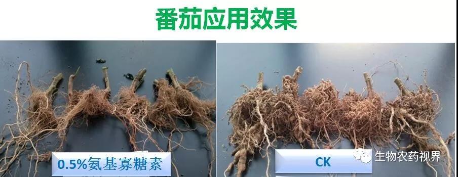 氨基寡糖素 - 植物的免疫衛(wèi)士，根結(jié)線蟲的克星