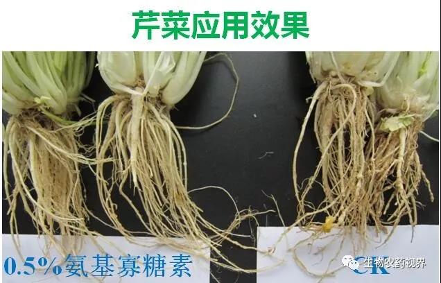 氨基寡糖素 - 植物的免疫衛(wèi)士，根結(jié)線蟲的克星