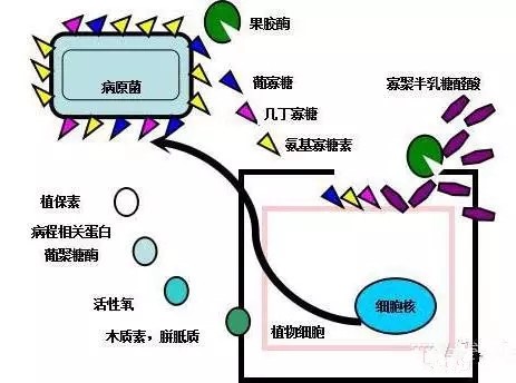 氨基寡糖素 - 植物的免疫衛(wèi)士，根結(jié)線蟲的克星