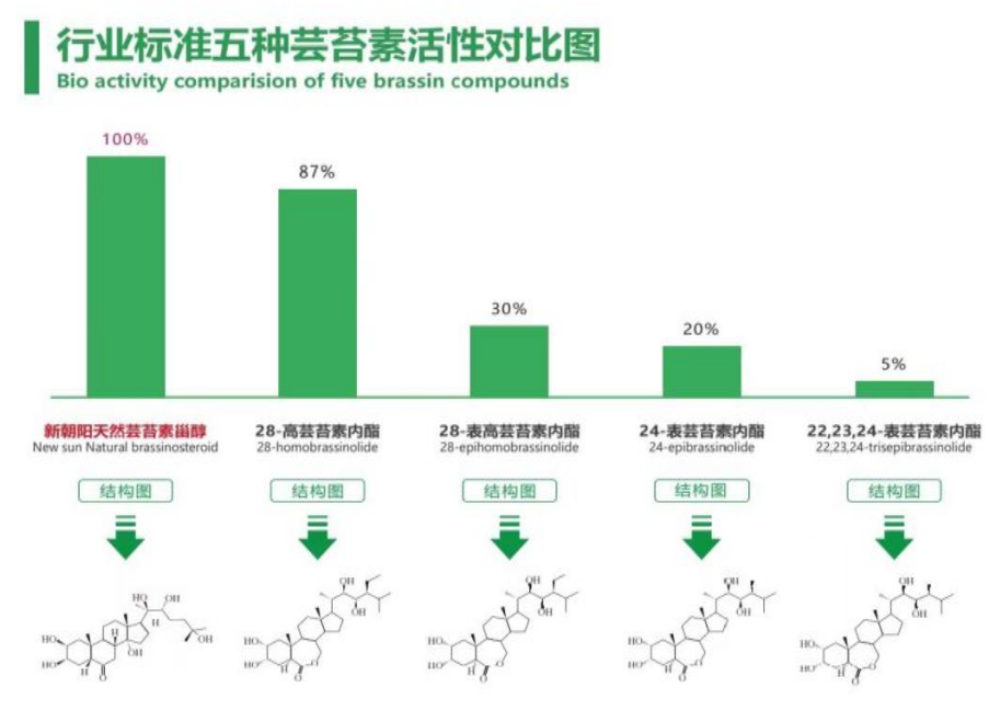 小麥拌種選新朝陽天然蕓苔素，讓小麥高產(chǎn)贏在起跑線上?。ㄐ←溤谑裁磿r候用蕓苔素效果最佳）