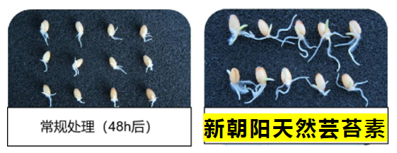 小麥拌種選新朝陽天然蕓苔素，讓小麥高產(chǎn)贏在起跑線上?。ㄐ←溤谑裁磿r候用蕓苔素效果最佳）