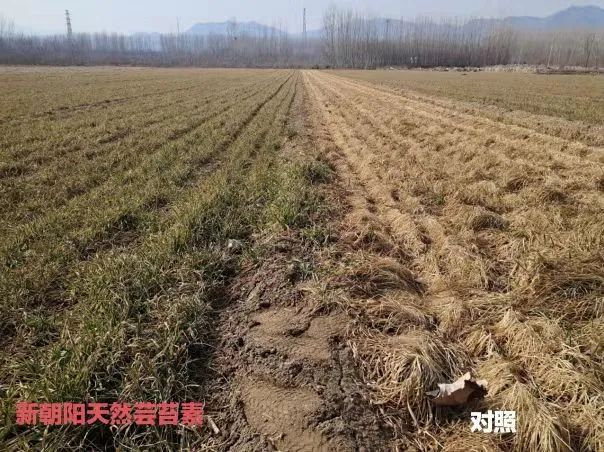 小麥拌種選新朝陽天然蕓苔素，讓小麥高產(chǎn)贏在起跑線上！（小麥在什么時候用蕓苔素效果最佳）