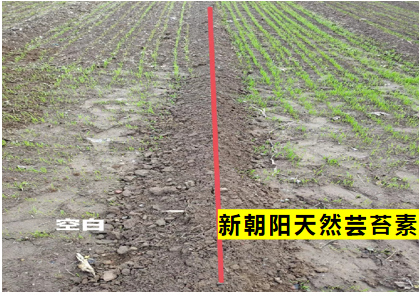 小麥拌種選新朝陽天然蕓苔素，讓小麥高產(chǎn)贏在起跑線上?。ㄐ←溤谑裁磿r候用蕓苔素效果最佳）